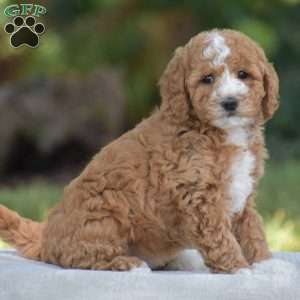 Vanessa, Cavapoo Puppy